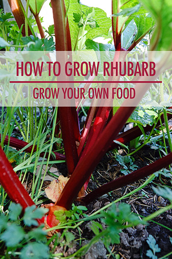 How to Grow Rhubarb | Food Bloggers of Canada