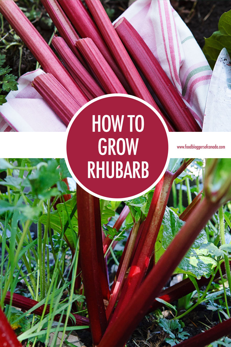 How to Grow Rhubarb | Food Bloggers of Canada