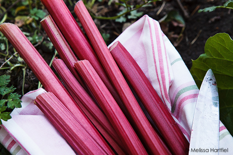 How to Grow Rhubarb | Food Bloggers of Canada