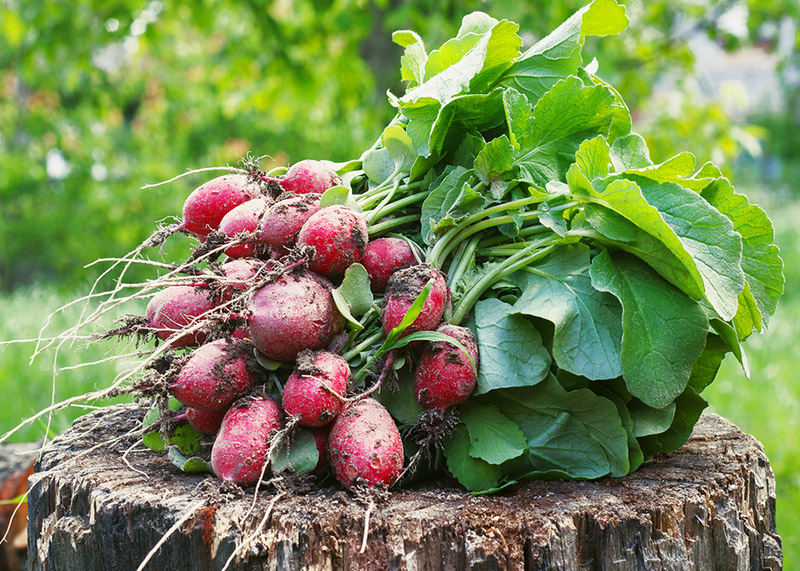 Fresh radishes two with tops on a wooden stump sunny day.
