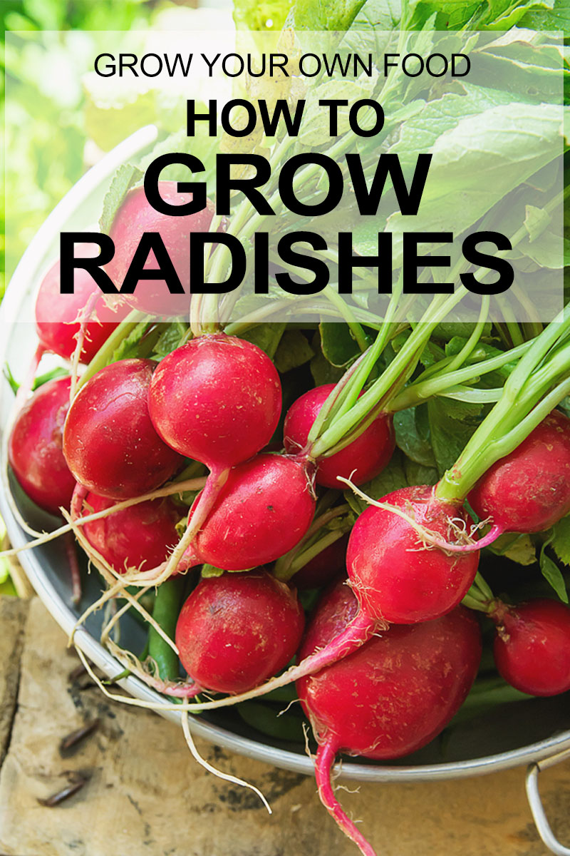 How to Grow Radishes and Horseradish | Food Bloggers of Canada