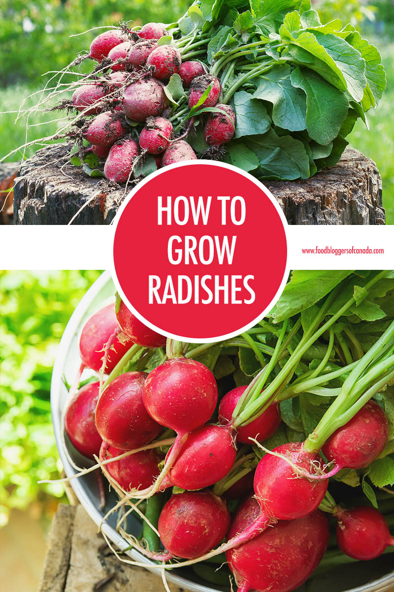 How To Grow Radishes | Food Bloggers of Canada