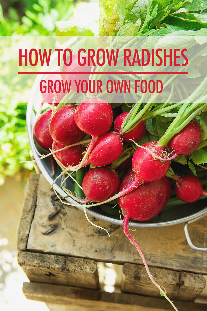 a bowl of fresh picked radishes