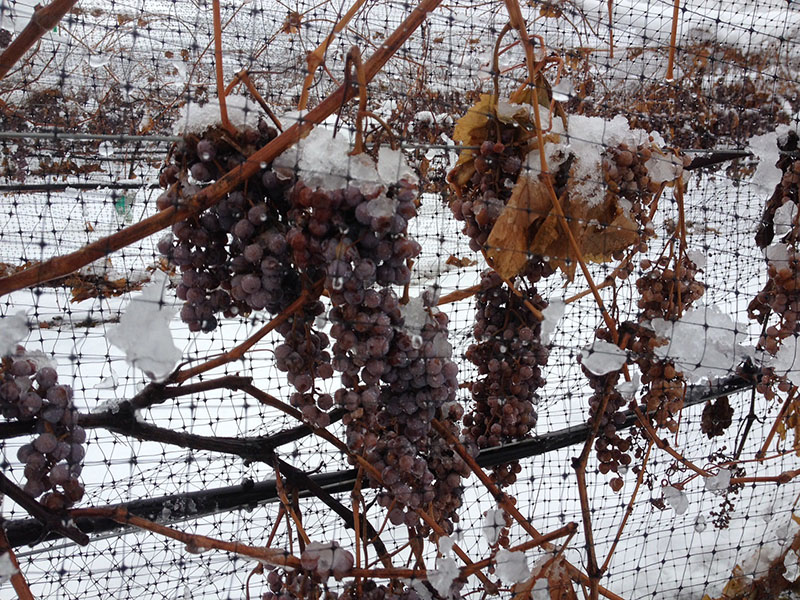Grapes in winter covered in snow