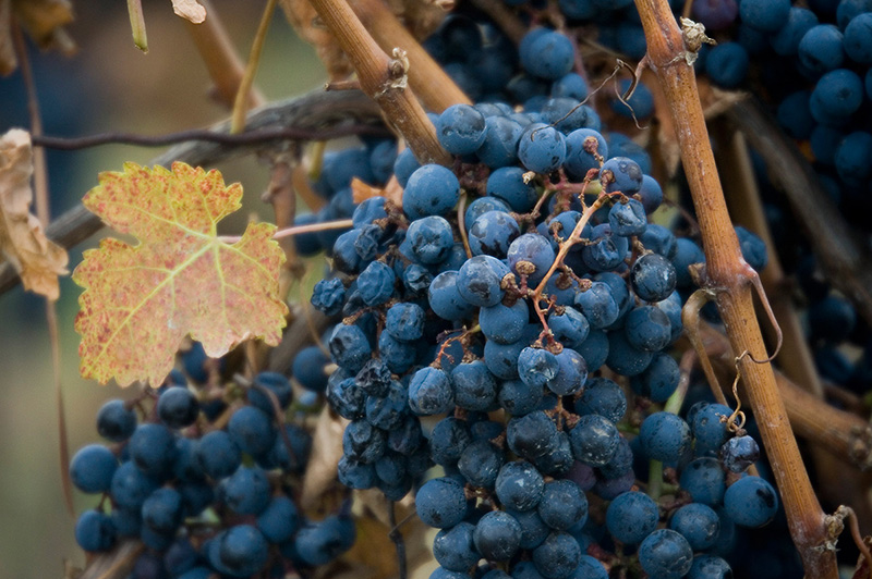 Discover Ontario Wine Country - A Regional Guide | Food Bloggers of Canada