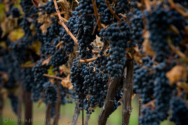 Discover Ontario Wine Country - A Regional Guide | Food Bloggers of Canada