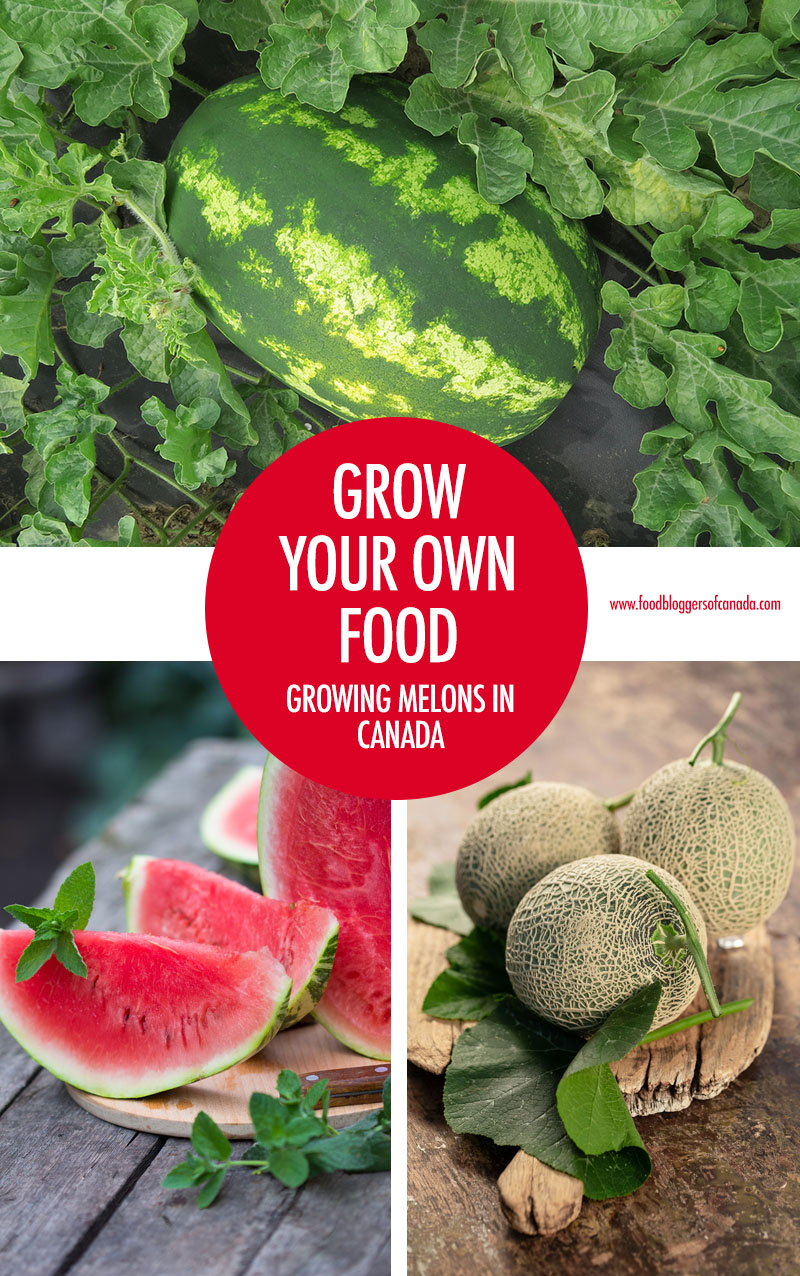 Growing Melons in Canada