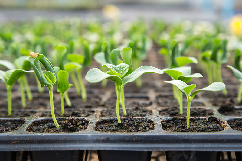Growing Melons in Canada | Food Bloggers of Canada