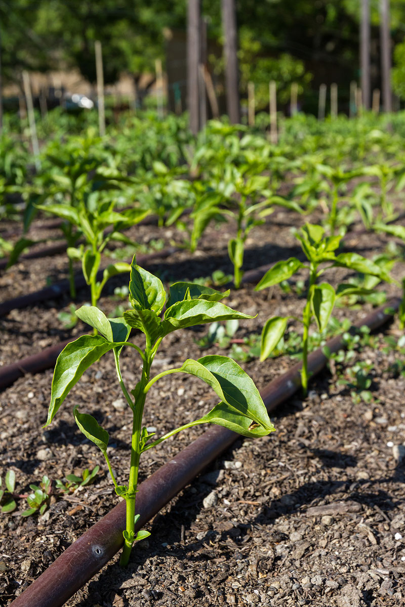 Drip irrigation of bell pepper plants