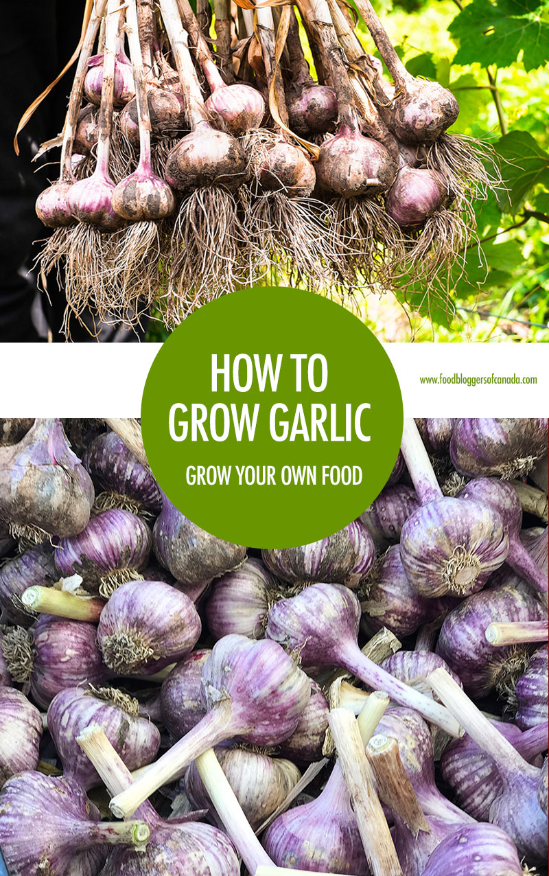 How To Grow Garlic | Food Bloggers of Canada