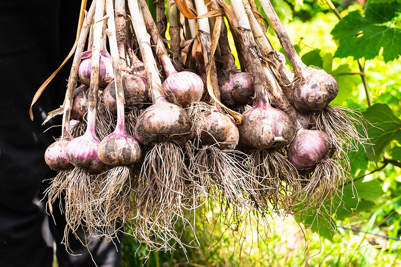 Harvested Garlic