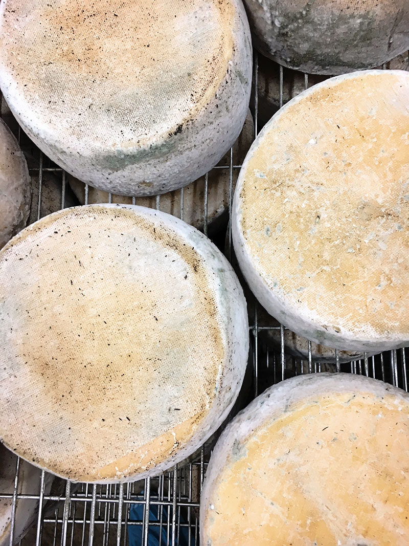 Toscano Cheese Monforte Dairy