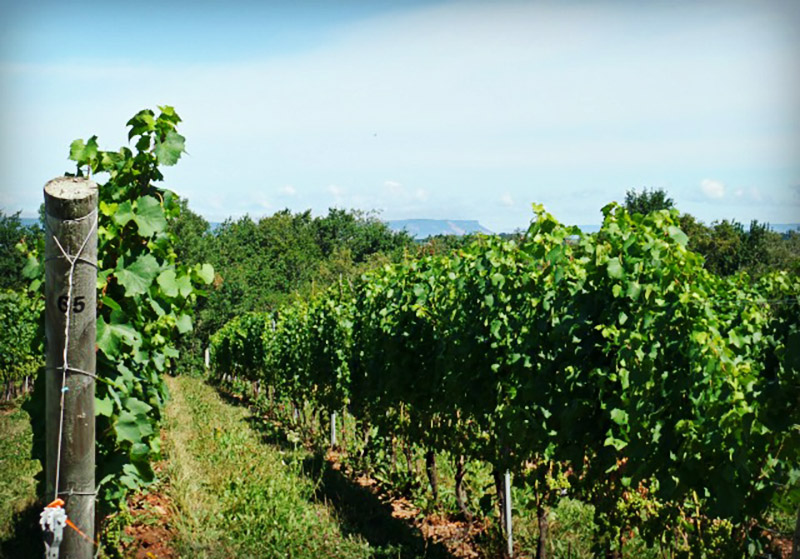 Nova Scotia Wine Country | Food Bloggers of Canada