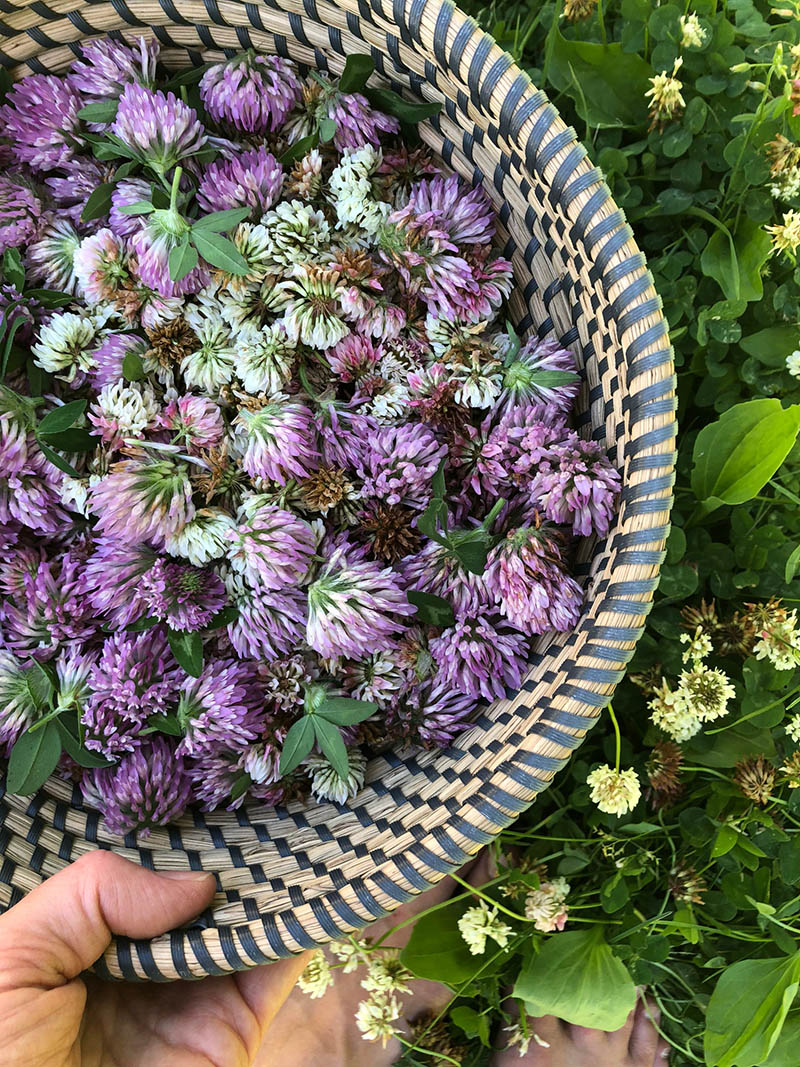 Wild Feast Nova Scotia