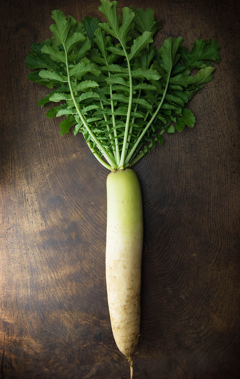 How to Grow Daikon | Food Bloggers of Canada