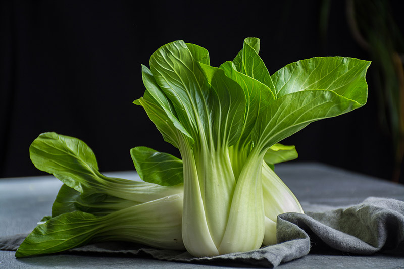 How to Grow Bok Choy | Food Bloggers of Canada