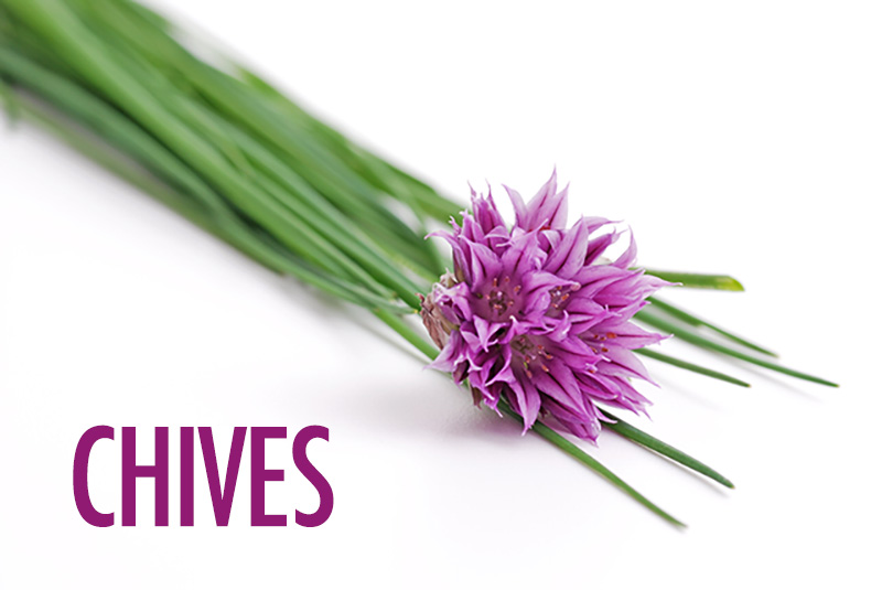 10 Herbs For the Canadian Garden | Food Bloggers of Canada