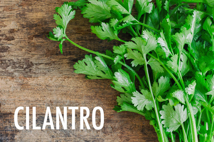 10 Herbs For the Canadian Garden | Food Bloggers of Canada