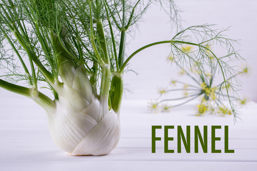 10 Herbs For the Canadian Garden | Food Bloggers of Canada