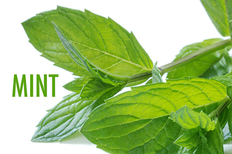 10 Herbs For the Canadian Garden | Food Bloggers of Canada