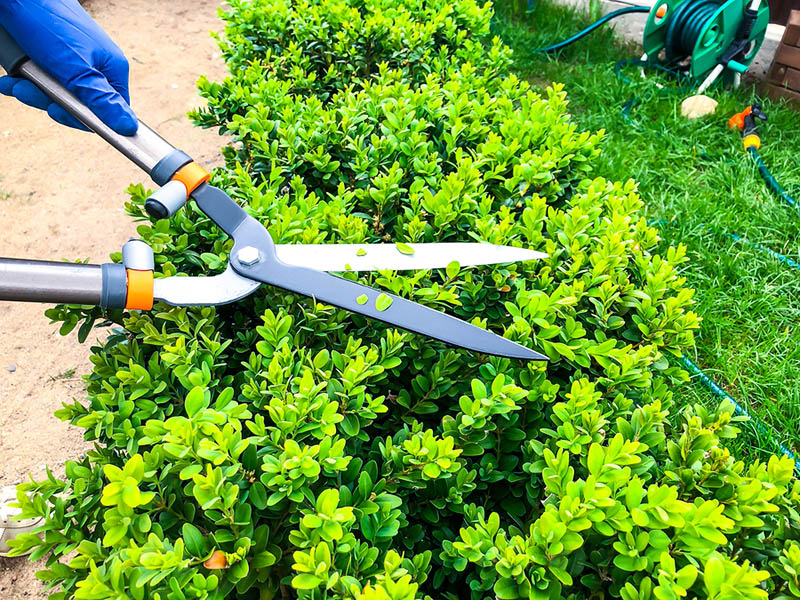 Pruning and Espaliering Fruit Trees | Food Bloggers of Canada