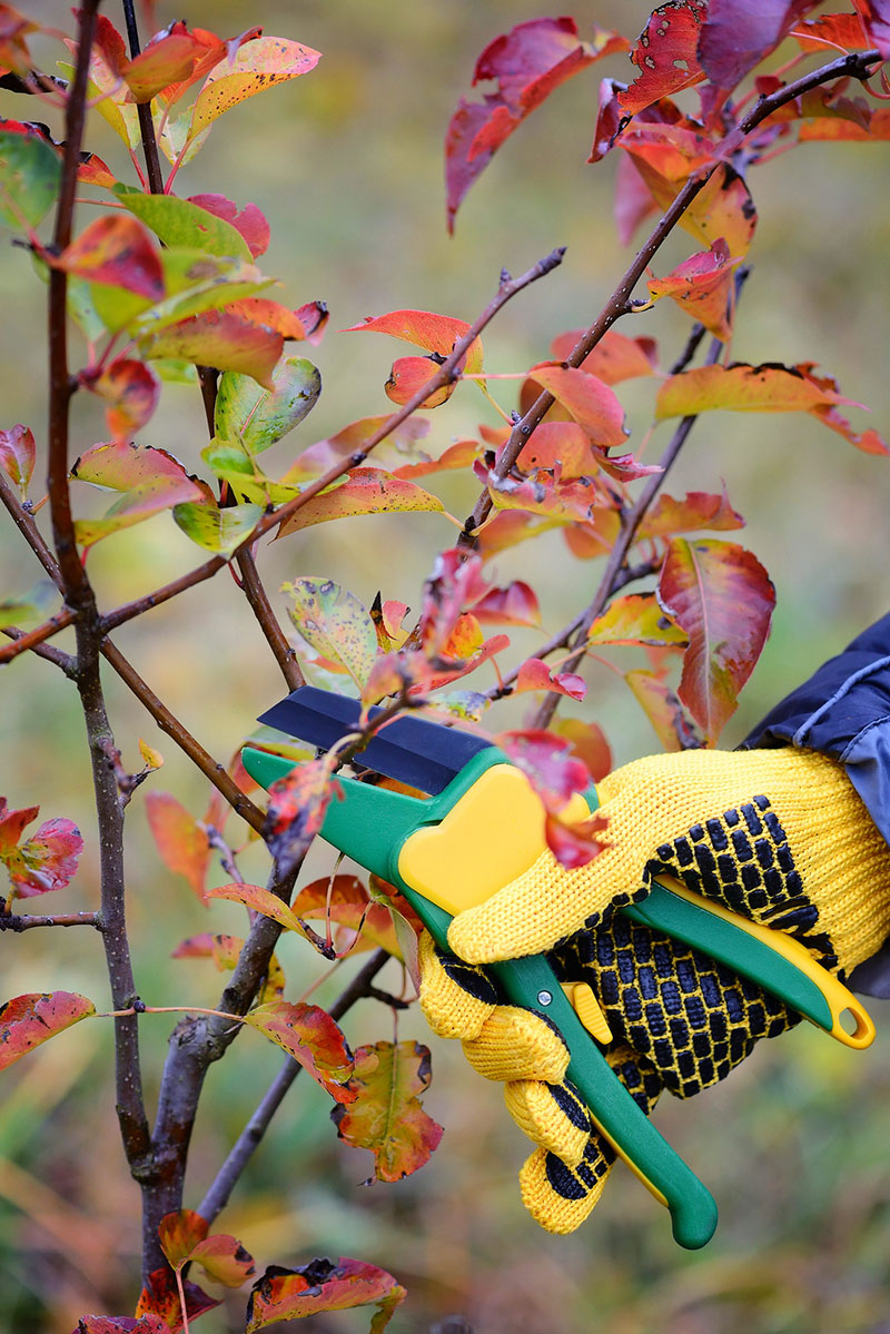 Pruning and Espaliering Fruit Trees | Food Bloggers of Canada