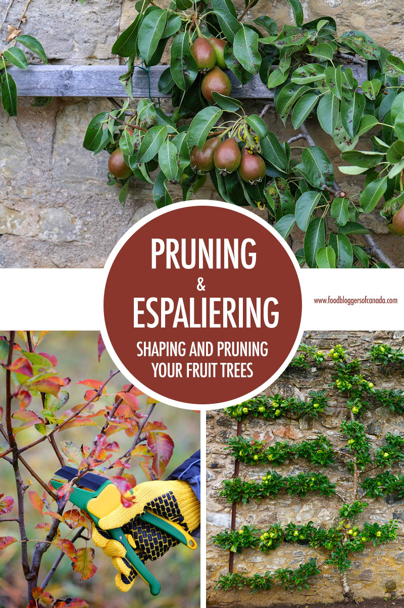 Pruning and Espaliering Fruit Trees |  Food Bloggers of Canada