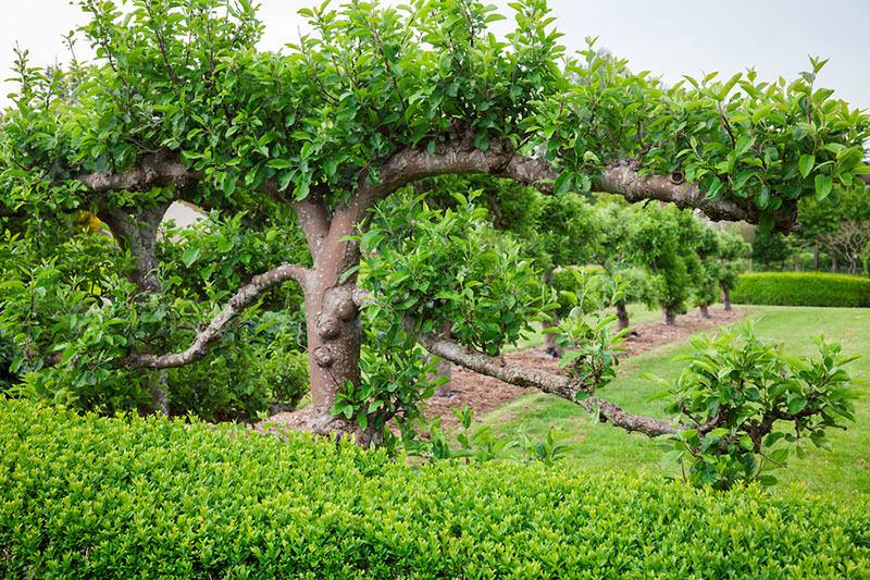 Pruning and Espaliering Fruit Trees | Food Bloggers of Canada