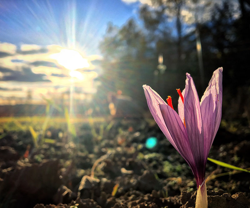 Canadian Tastemakers: True Saffron | Food Bloggers of Canada