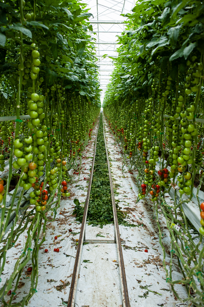 Greenhouse Tomatoes On The Vine