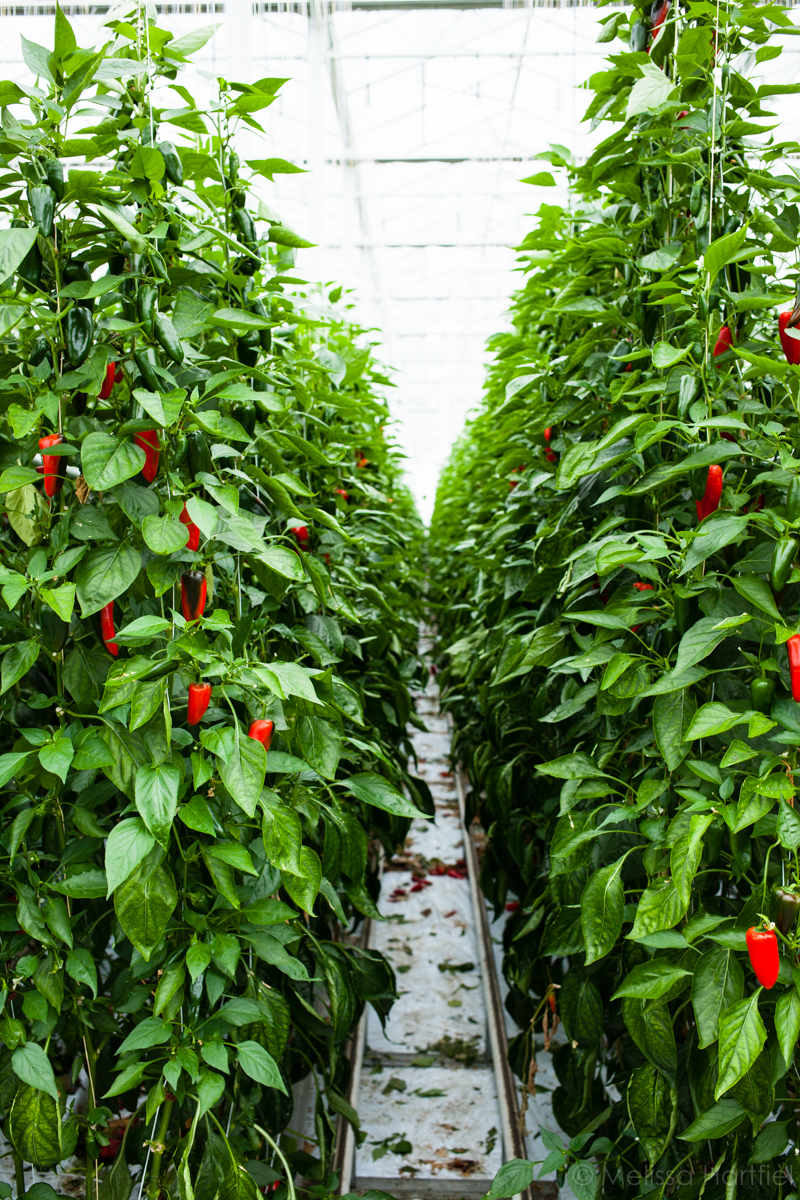 Greenhouse Sweet Peppers