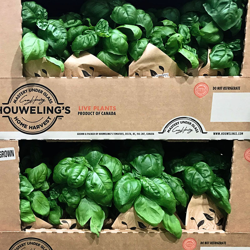 Houwelings Greenhouse Basil