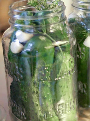 Paleo Dill Pickles | The Primal Desire