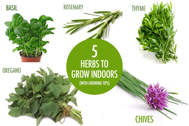5 Herbs You Can Grow Indoors This Winter