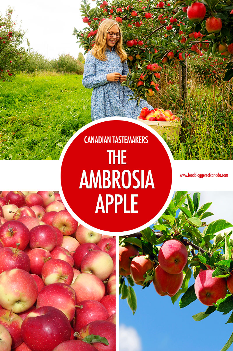 Canadian Tastemaker: The Ambrosia Apple