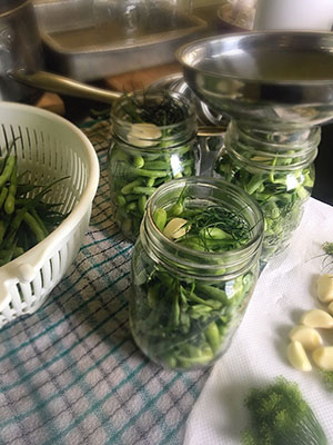 Pickled Radish Pods | Nutmeg Disrupted