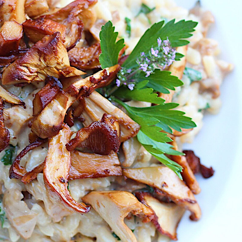 Wild mushroom risotto on a plate