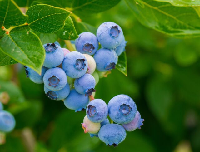 Blueberries on a bush