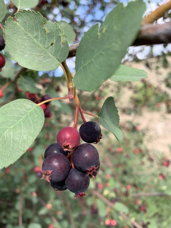A close up of Saskatoon berries
