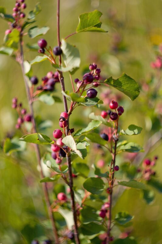 Growing purple Saskatoon berries