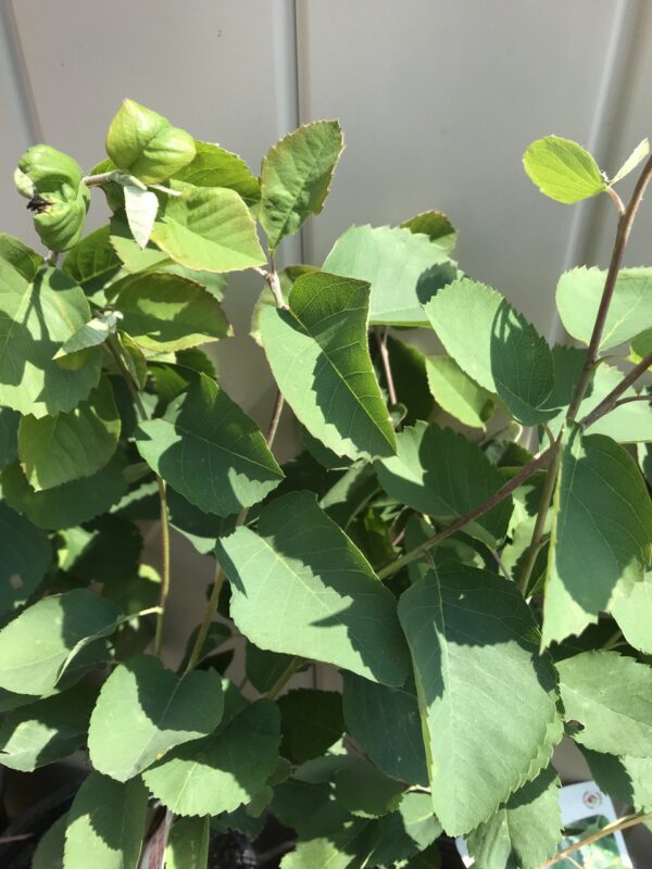 Saskatoon berry leaves
