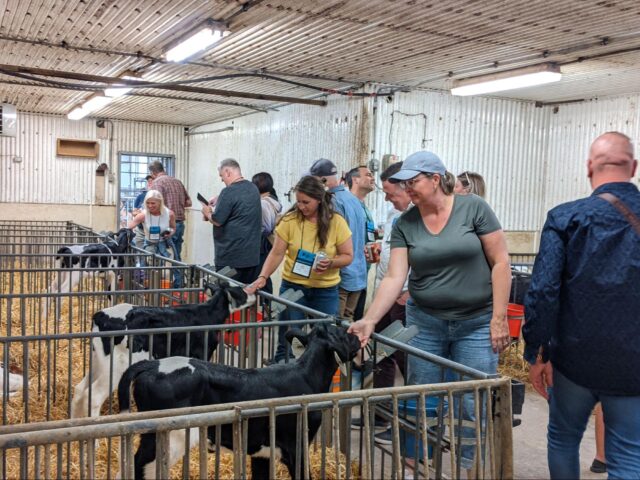 People and calves in a barn.