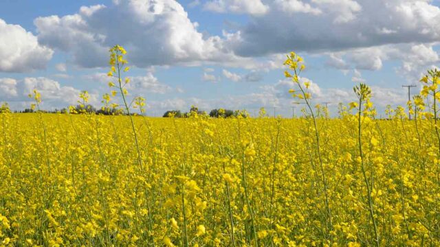 Canola field.