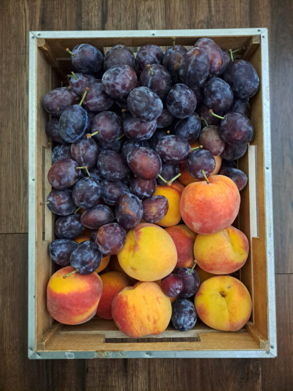 Plums and nectarines. 
