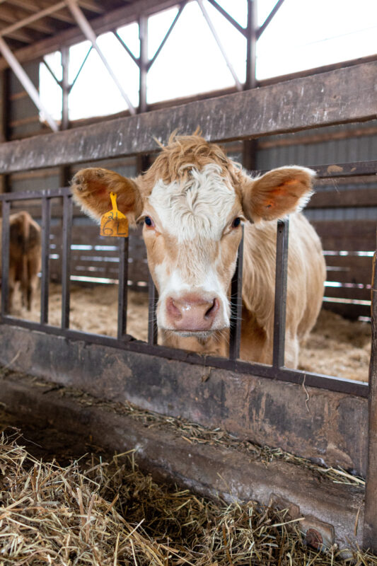 Cow in a barn.